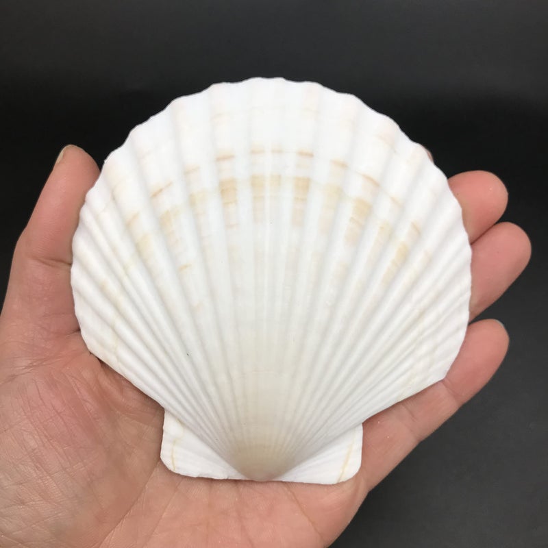 PEPPERLONELY 8 PC Large Great Scallop Sea Shells, Irish Deeps or Irish Baking Shells, 3 Inch ~ 4 Inch - Image 4